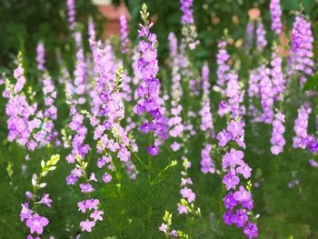 Close-up of purple flowering plants