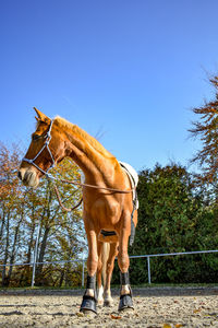 Horse standing on field against clear sky