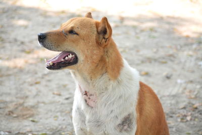 Close-up of dog looking away