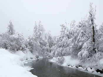 Snow covered plants in forest against clear sky