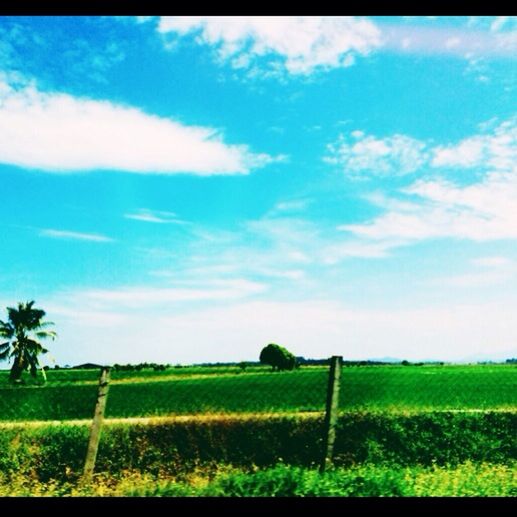 field, grass, landscape, sky, tranquil scene, tranquility, rural scene, agriculture, scenics, beauty in nature, growth, green color, grassy, nature, farm, blue, cloud, cloud - sky, crop, horizon over land