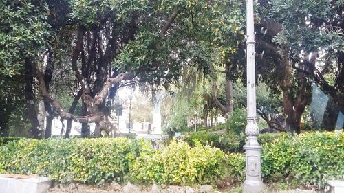 Plants and trees in park