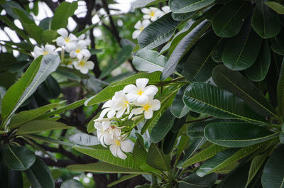 Frangipanis blooming in garden