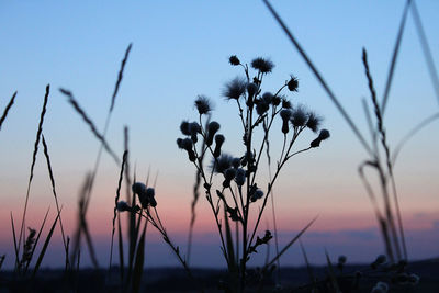 Close-up of silhouette plants on field against sky during sunset