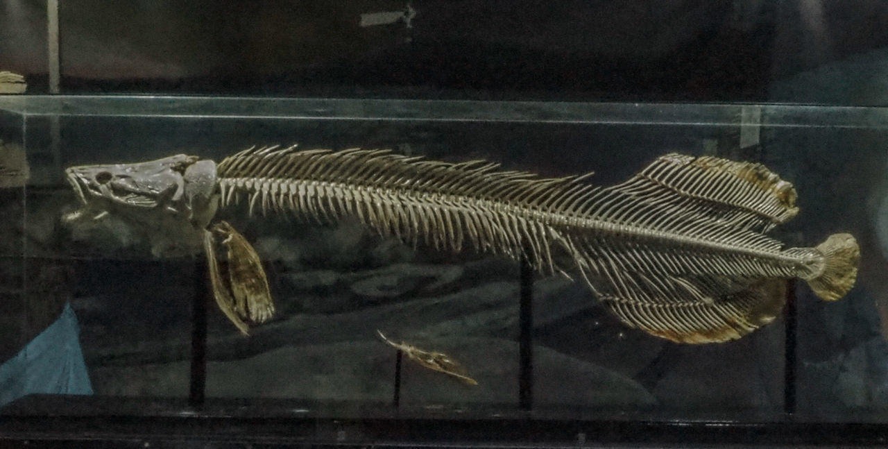 CLOSE-UP OF FISH SWIMMING IN TANK AT AQUARIUM