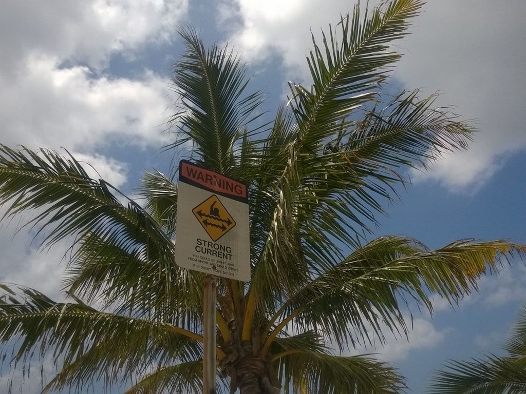 palm tree, low angle view, tree, sky, growth, cloud - sky, text, cloud, nature, coconut palm tree, western script, cloudy, tree trunk, tranquility, communication, branch, day, no people, green color, outdoors