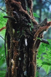 Close-up of lizard on tree trunk