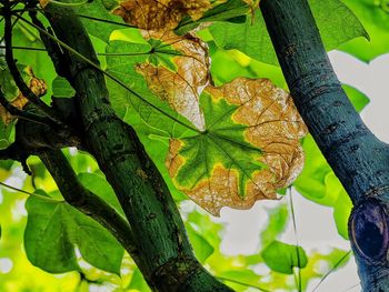 Close-up of autumn leaves on branch