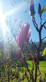 Close-up of pink flowers blooming in park