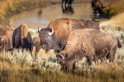 Beautiful guy. wild bison in the yellowstone national park.