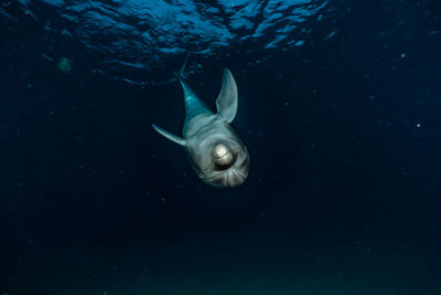 One dolphin swimming with divers in the red sea, eilat israel a.e