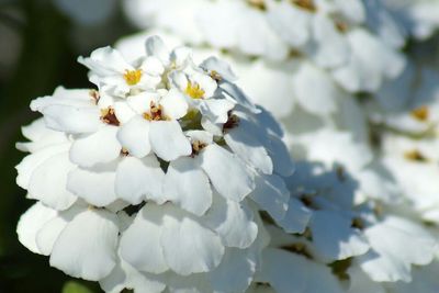 Close-up of white flowers