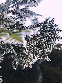 Close-up of tree branch during winter