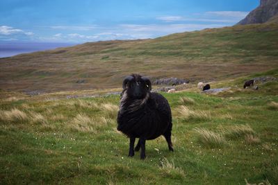 Sheep in a field