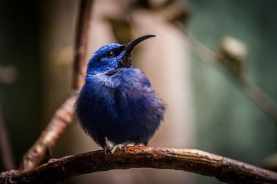 Close-up of bird perching on branch