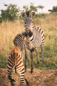 Zebra standing on field