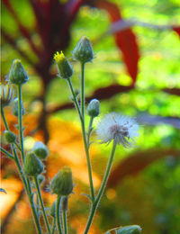 Close-up of dandelion