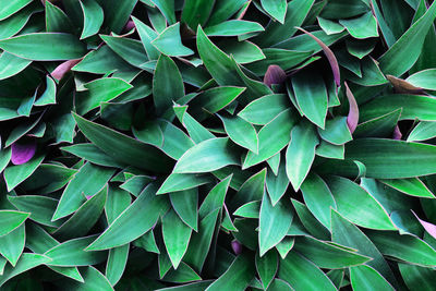 Full frame shot of leaves