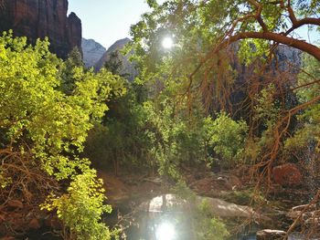 Trees and plants growing on mountain