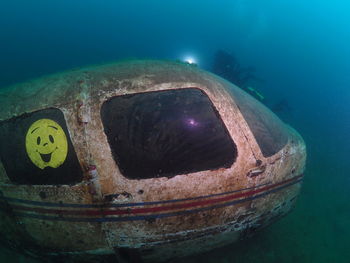 Close-up of an animal swimming in sea