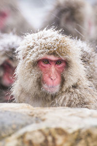 Snow monkey's face ,close-up