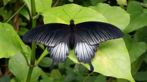 Close-up of butterfly on plant