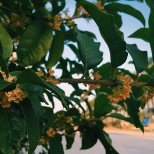 Close-up of fresh green leaves on tree against sky
