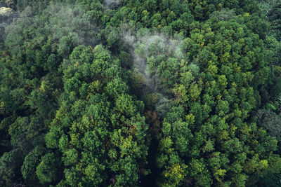 Pine forest in the mountains in the morning form above drone