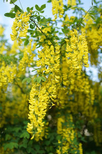 Close-up of yellow flowering plant