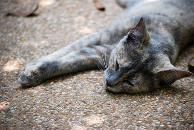 Close-up of cat sleeping