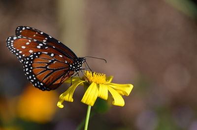 Close-up of butterfly pollinating on yellow flower