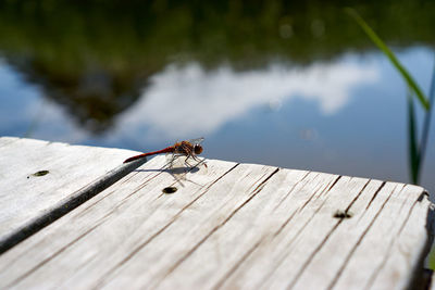 Close-up of insect on wooden plank
