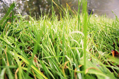 Close-up of fresh green grass in field