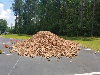 Stack of tree