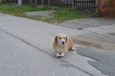 Dog on footpath