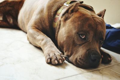 Close-up of dog lying on floor