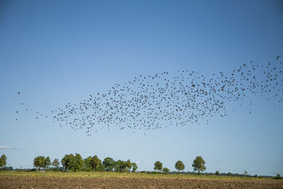 Flock of birds flying in the sky