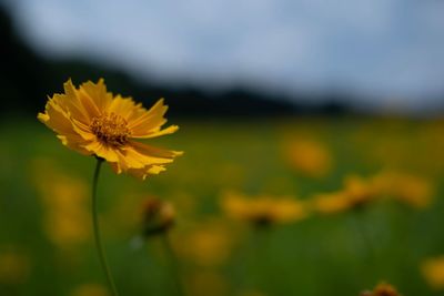 Close-up of yellow flower on field