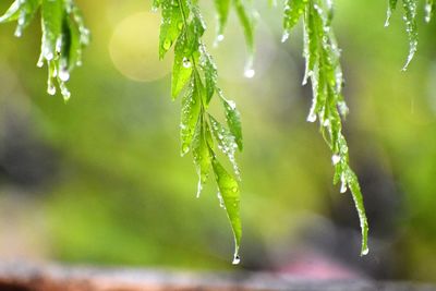 Close-up of wet plant leaves in rainy season