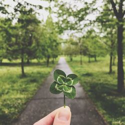 Hand holding leaves of plant