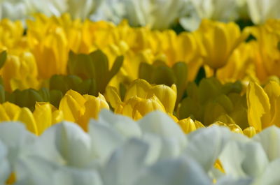 Close-up of yellow flowering plants