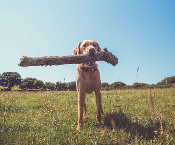 A fit and active yellow labrador retriever dog holding a big stick in its mouth with copy space.