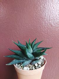 Close-up of potted plant against wall