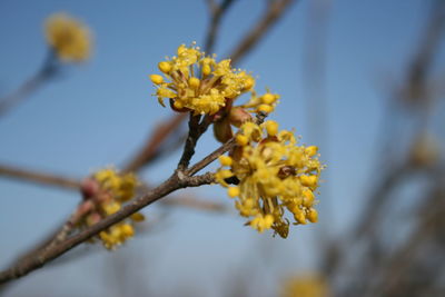 Low angle view of yellow flowering plant