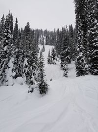 Snow covered pine trees in forest against sky