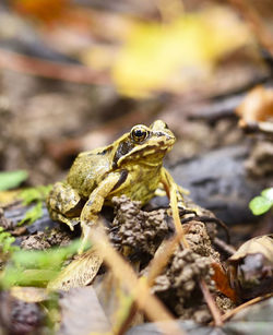 Close-up of frog on rock