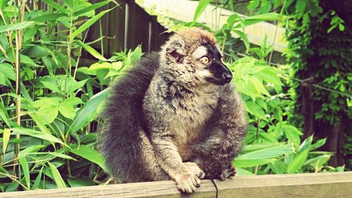 Cat sitting on tree