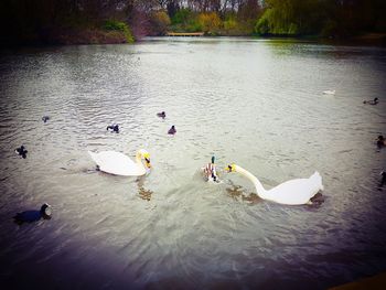 High angle view of swans swimming in lake