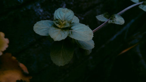 Close-up of white flowering plant