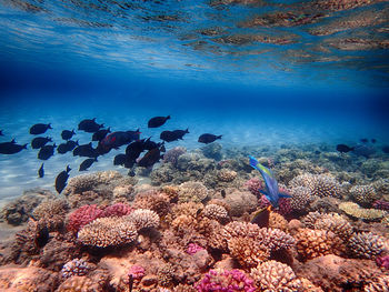 High angle view of fish swimming in sea